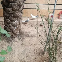 کبوتر|پرنده|شوش, |دیوار
