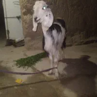 گتاچ مری
