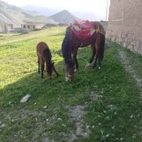 فروش اسب