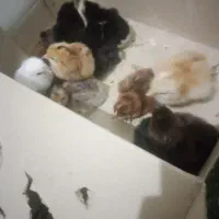 جوجه یک هفته