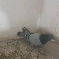 فروش نرپلاکی