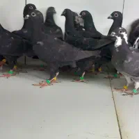 جوجه زاغ دورگ دسته ۲۴تایی
