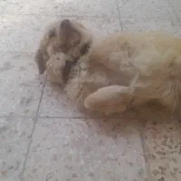 سگ پاکوتاه  نر هست