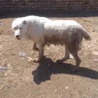 سگ گله|سگ|تربت جام, میان جام|دیوار