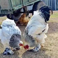 واگذاری رایگان خروس و مرغ اصیل