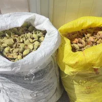 پوست بادام خوراک دام
