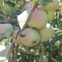 سیب بهاره گلاب عطری