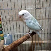 طوطی برزیلی