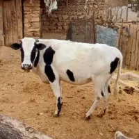 گاو خوشک
