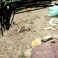 توله سرابی