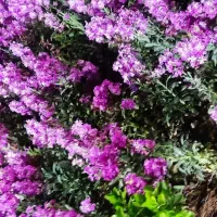 زمین-فرزند-آوری-سه-فرزندی-زعفرانیه