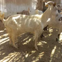 بز سانن|حیوانات مزرعه|اردکان, |دیوار