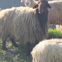 قوچ همو