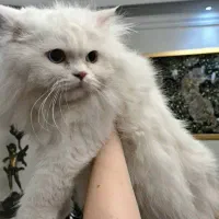 گربه پرشین اصیل اشرافی چشم ابی اقیانوسی یالدار