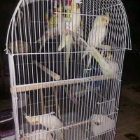 عروس هلندی