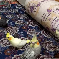 عروس هلندی همه جوجه هم مر وماده
