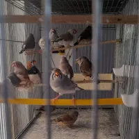فنچ کینگ اورنج و اروپایی با جوجه