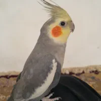 عروس هلندی نر