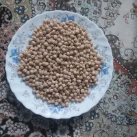 نخود درجه یک ارگانیک لرستان