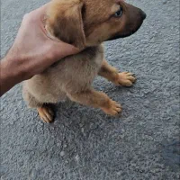 واگذاری رایگان توله سگ ۱ رگ ژرمن