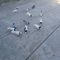 کفتر