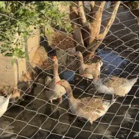 قاز و اردک