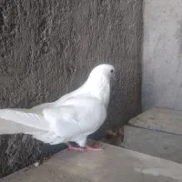 کبوترمهاوضه باسهره خاکی