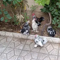 مرغ خروس مینیاتوری یوسل