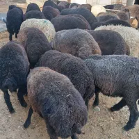 بره