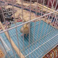 فروش یک عدد عروس هلندی ماده فاز ۴