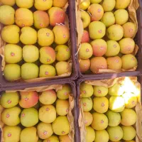 میوه زیر قیمت