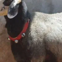قوچ شال