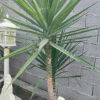 گل یوکا|گل و گیاه طبیعی|رشت, پسیخان|دیوار