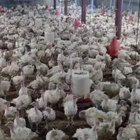 نژاد برتر بیوتی ۶فوق سنگین بوقلمون