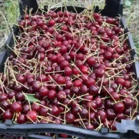 آلبالو تازه رب آلوچه محلی و آلوزرد خشک