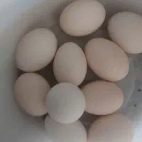 فروش تخم مرغ