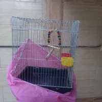 قفس عروس هلندی