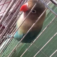 کوتوله|پرنده|نیشابور, فرح بخش|دیوار