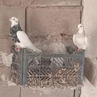 جفت طوقی فروشی