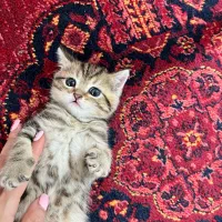 گربه اسکاتیش بیرتیش