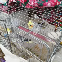 عروس هلندی جفت خورده مولد با تخم