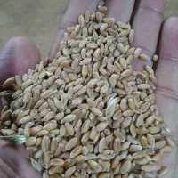 گندم|خوردنی و آشامیدنی|اهواز, اهواز|دیوار