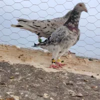 چهار تا کفتر خوب