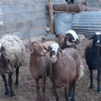4راس گوسفند جوان چاق ابستن 4تا شیشک ویکی میش