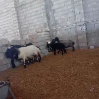 میش زاییده