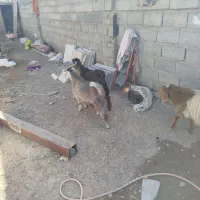 بره نر و بزغاله نر فروشی