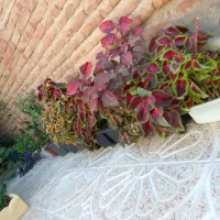 گلهای زیبا