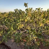 فروش-باغ-پسته