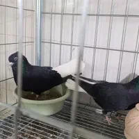 یک جفت زاغ دم سفید به شرط تخم وجوجه