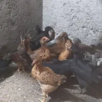 جوجه مرغ دوماه